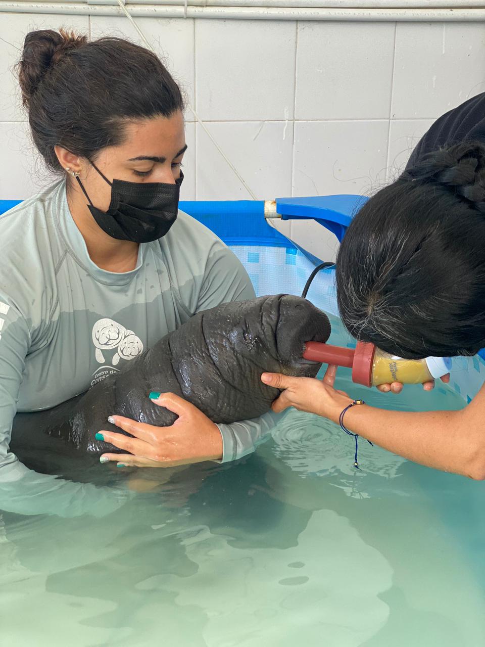 Manatí bebe atendido en estanque por veterinaria quien se encuentra dandole el biberón